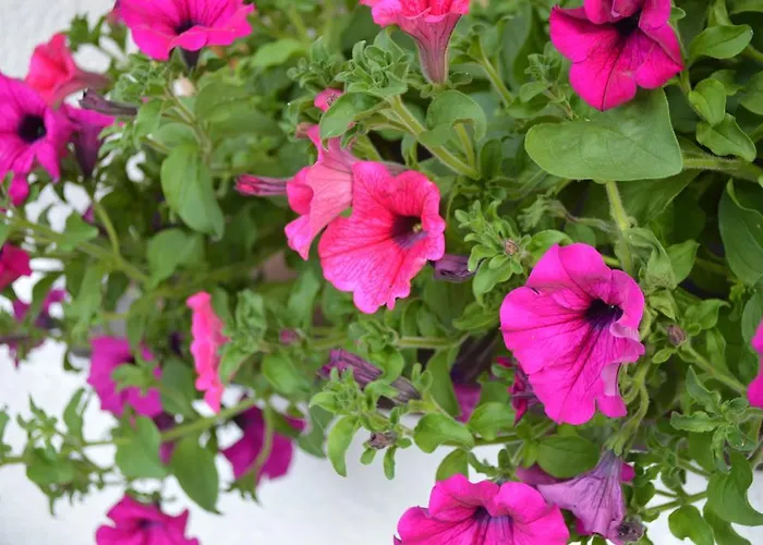 Alexandra Alber Schlosskopf Санкт-Антон-ам-Арльберг