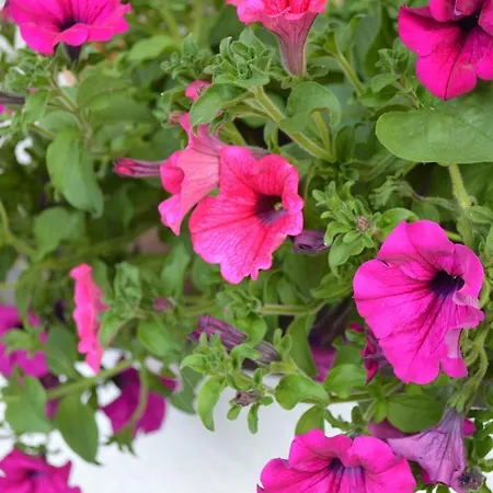 Alexandra Alber Schlosskopf サンクト・アントン・アム・アールベルク